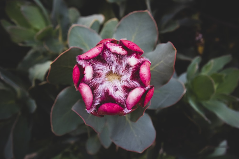 fleur rouge et blanche en gros plan photographie