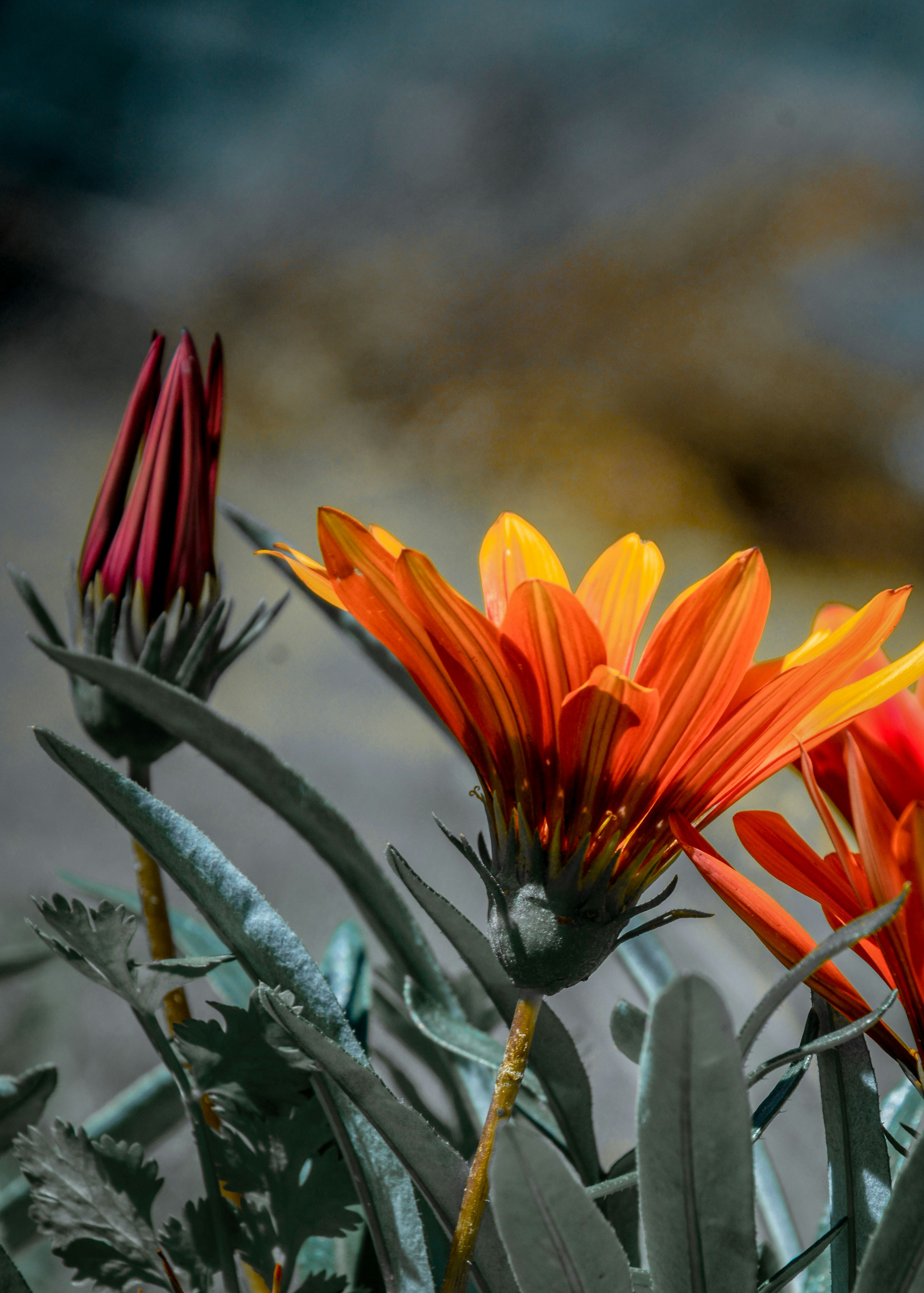 Photo by assadtanoli