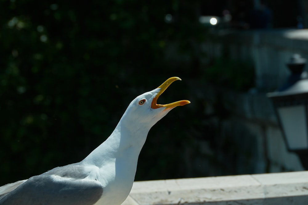 white bird on gray concrete surface during daytime