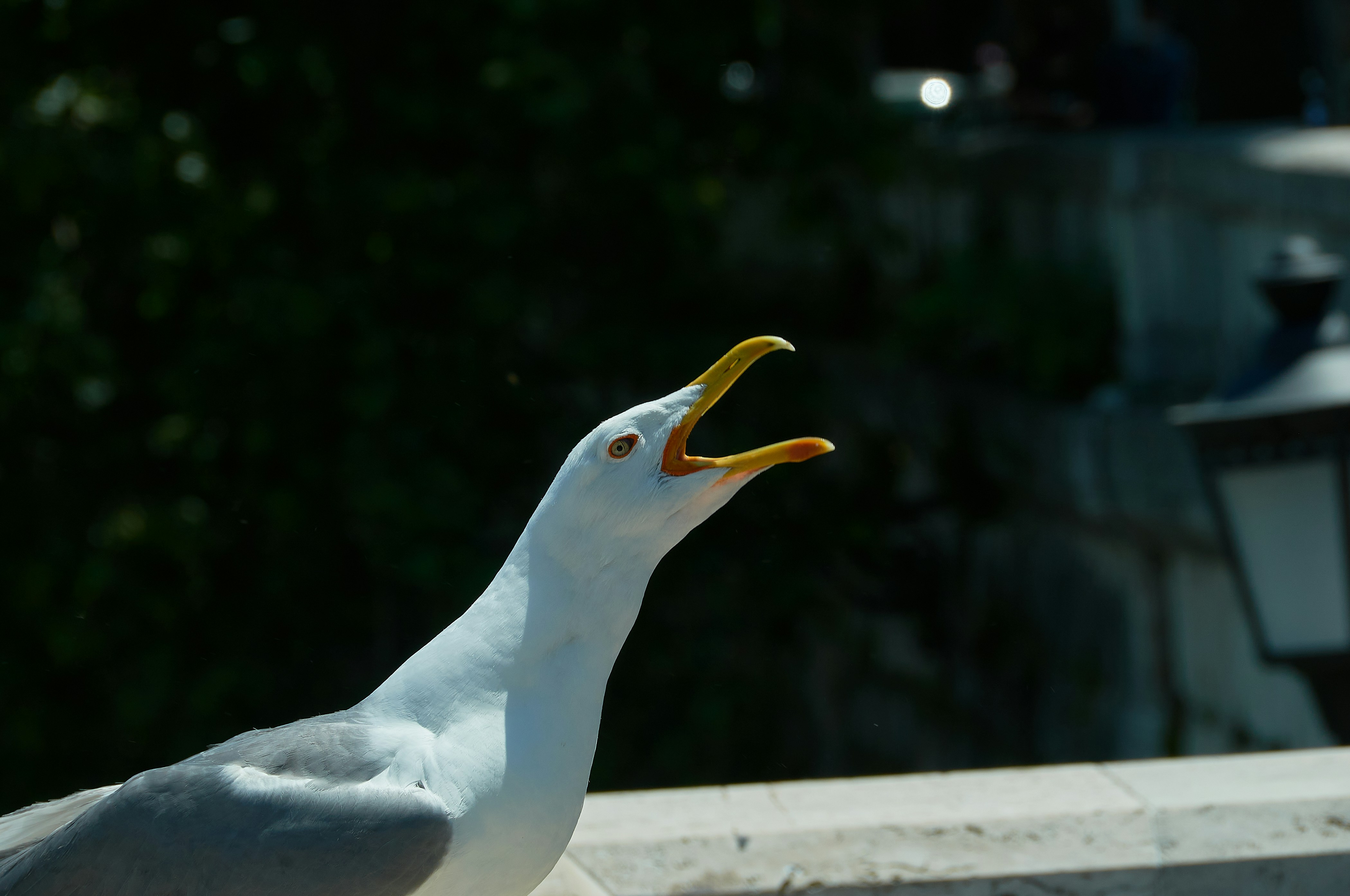 Scream of the seagull