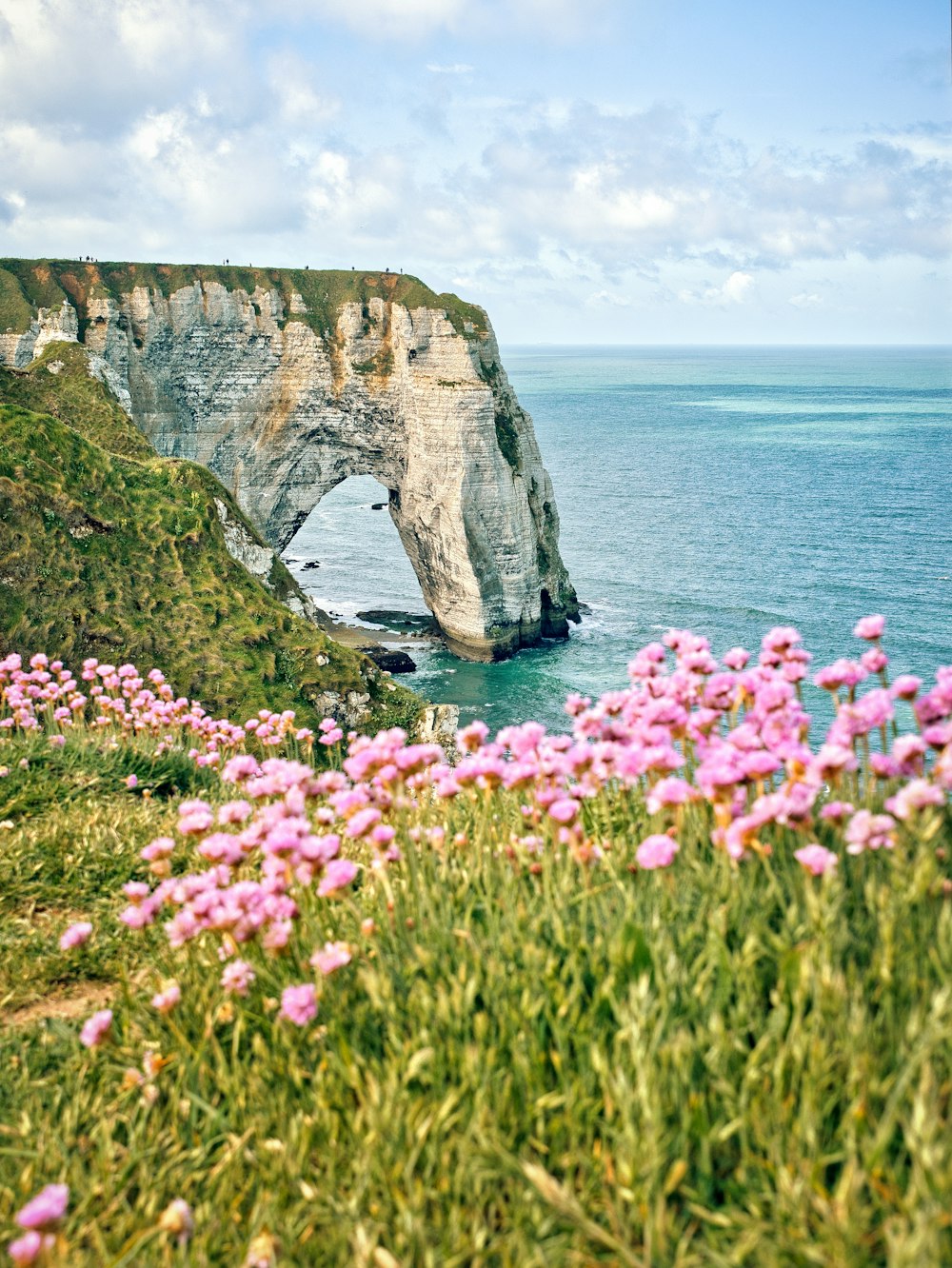 pink flowers beside brown rock formation
