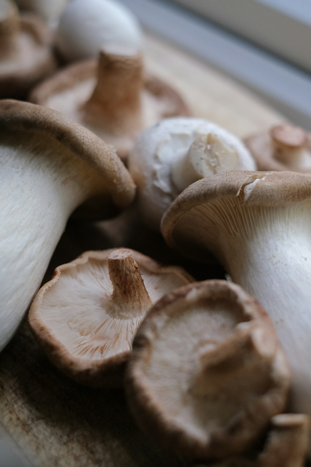 white and brown mushroom in close up photography