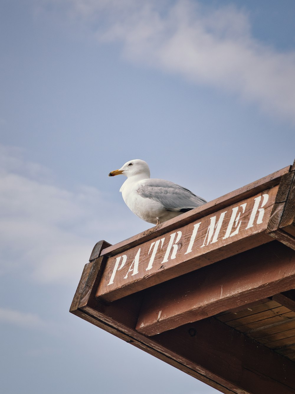 white and gray bird on brown wooden signage