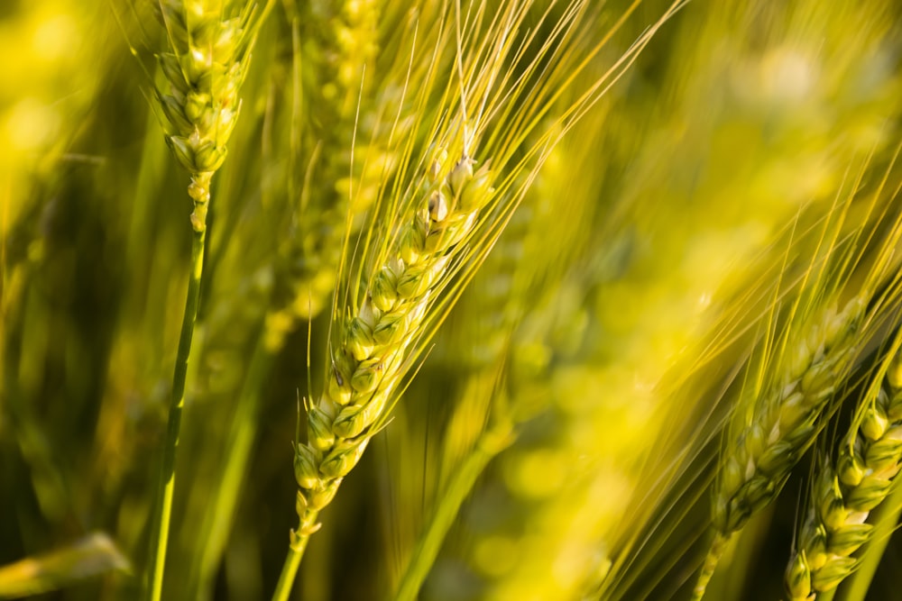 yellow wheat in close up photography
