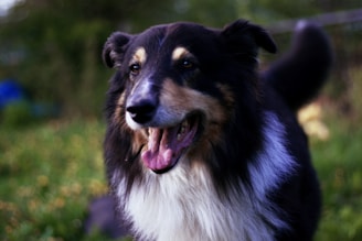 A happy dog learning commands with a friendly trainer in a sunny park