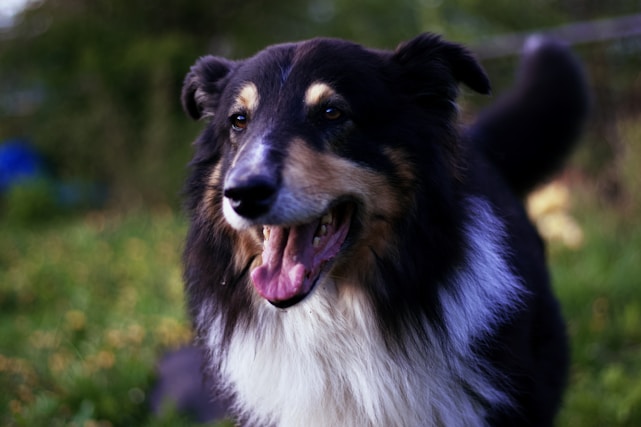 A happy dog learning commands with a friendly trainer in a sunny park
