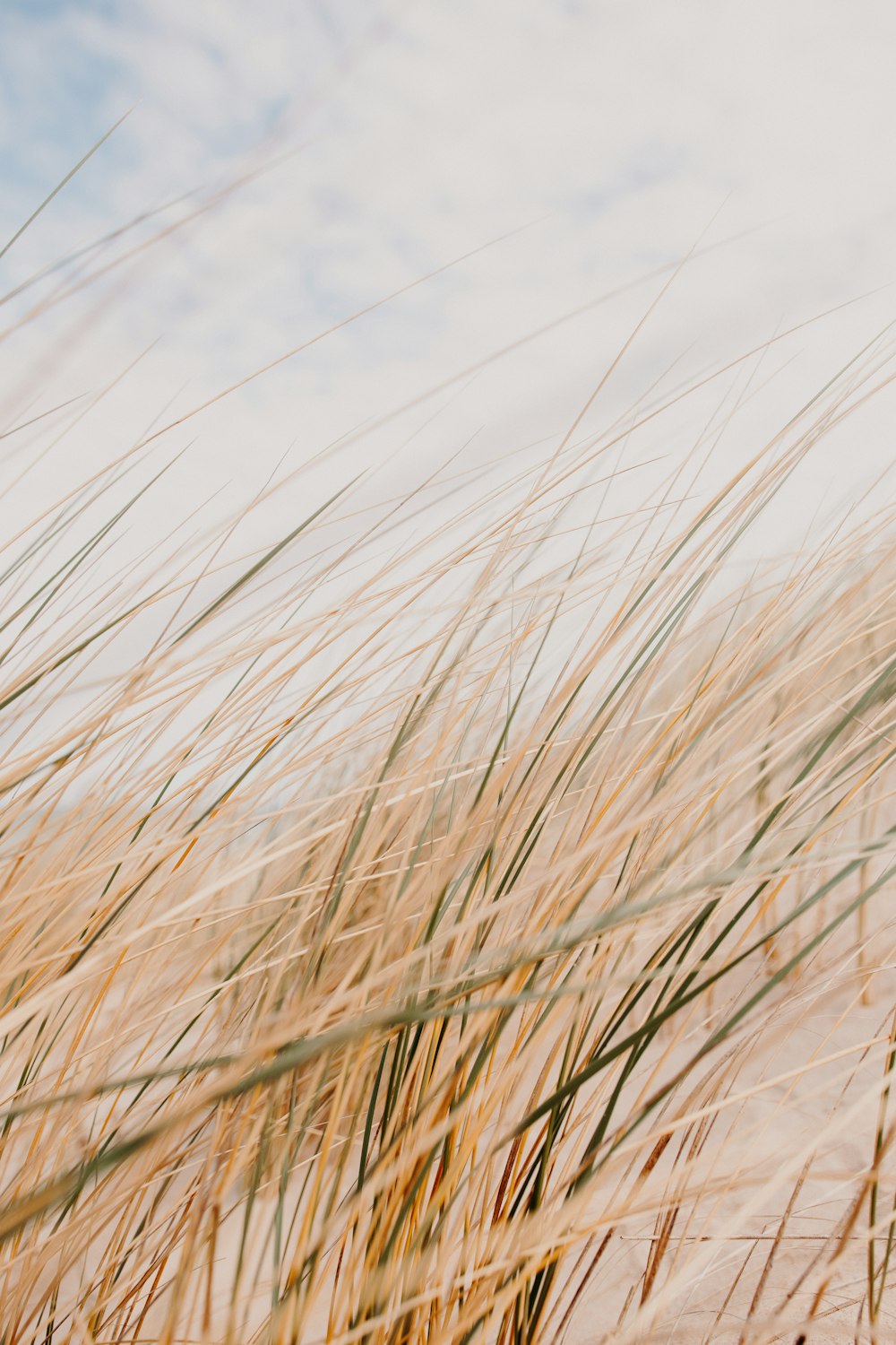 brown grass under white sky during daytime