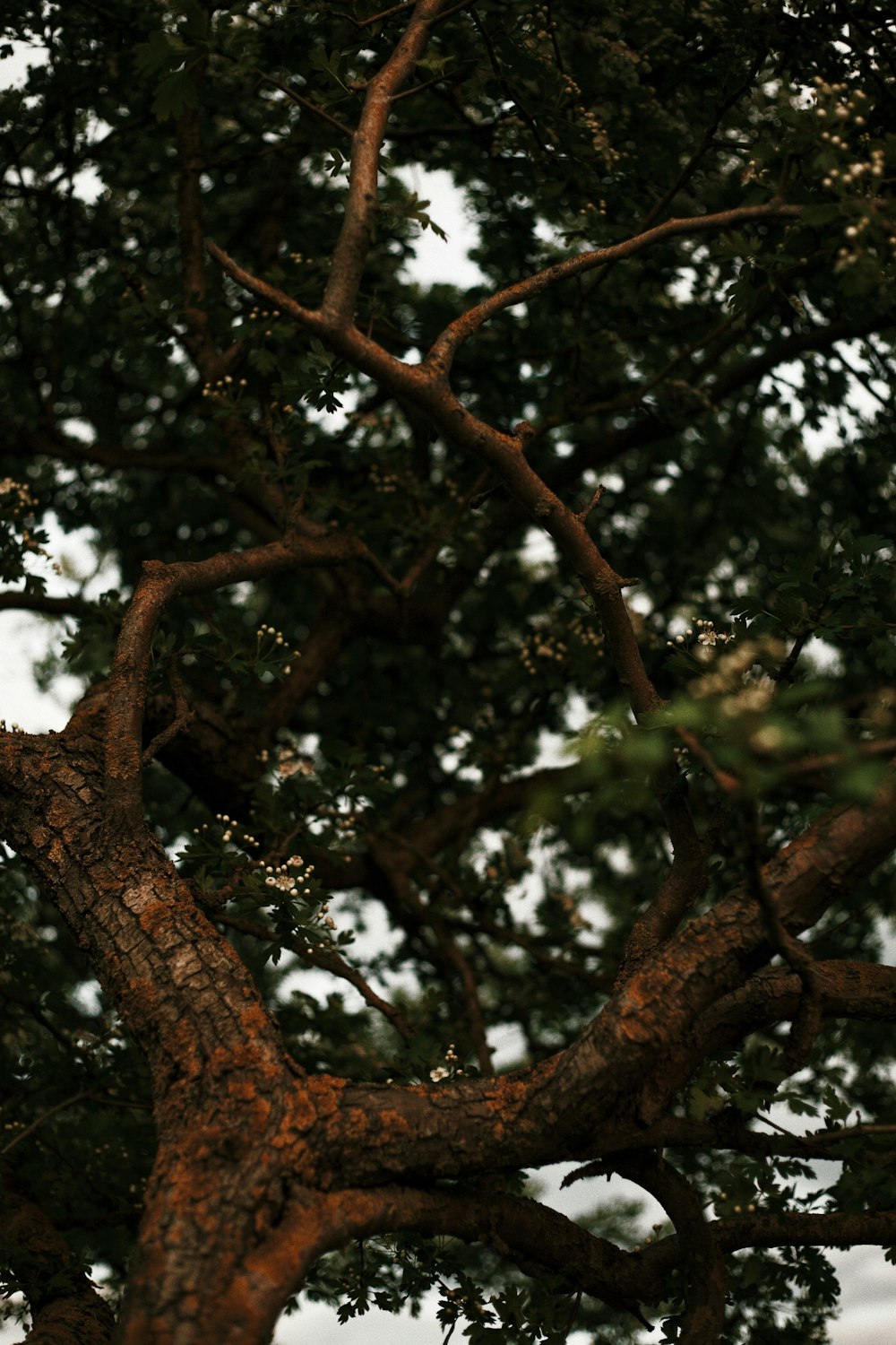 green tree with brown leaves during daytime