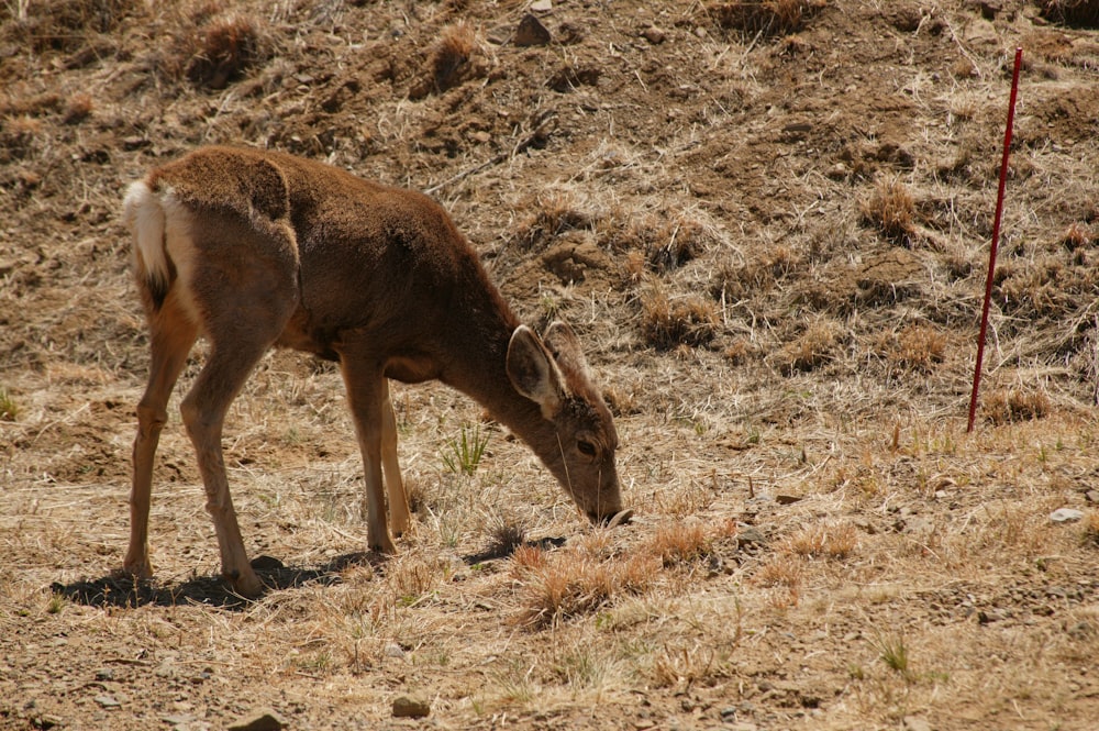 brown deer on brown grass field during daytime