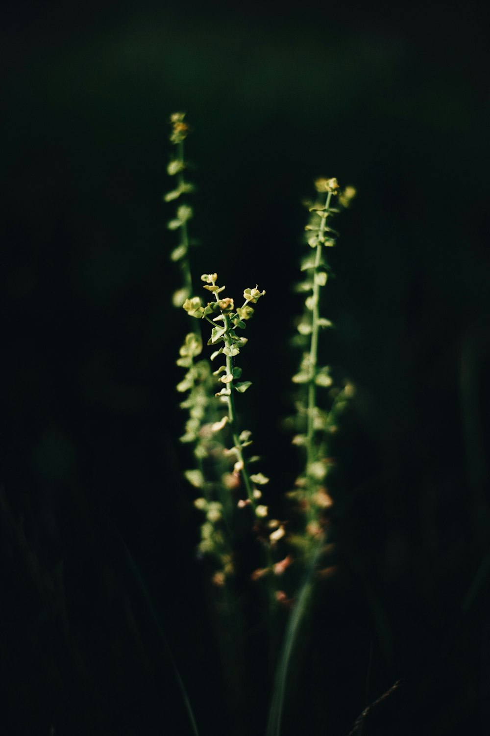 planta verde na fotografia de perto