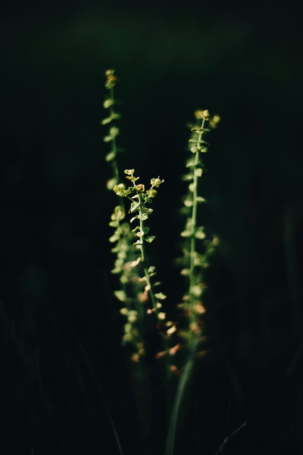 green plant in close up photography