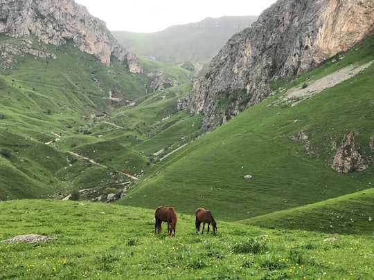 brown horse eating grass on green grass field during daytime in Tavush Armenia