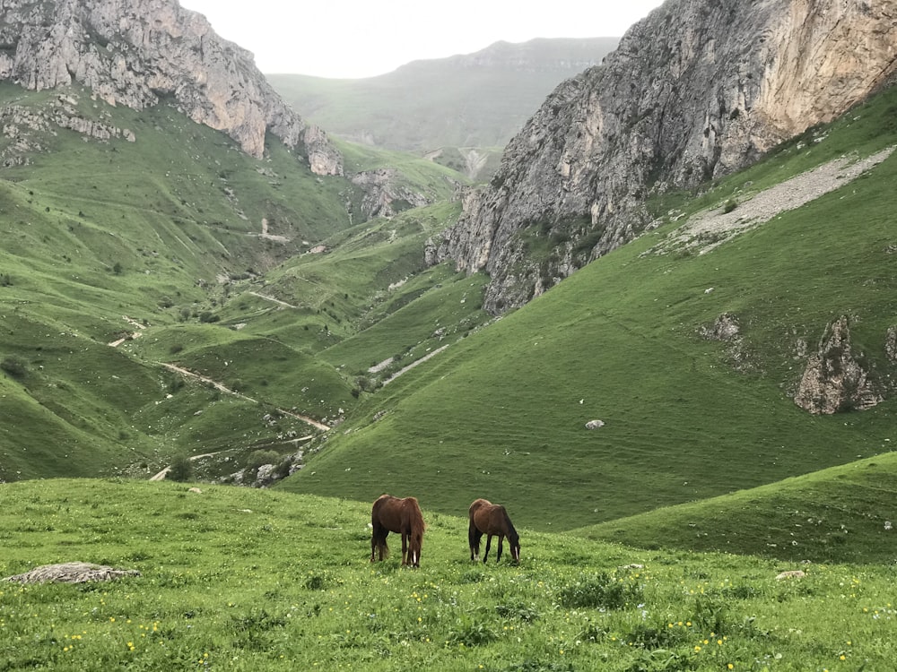 brown horse eating grass on green grass field during daytime