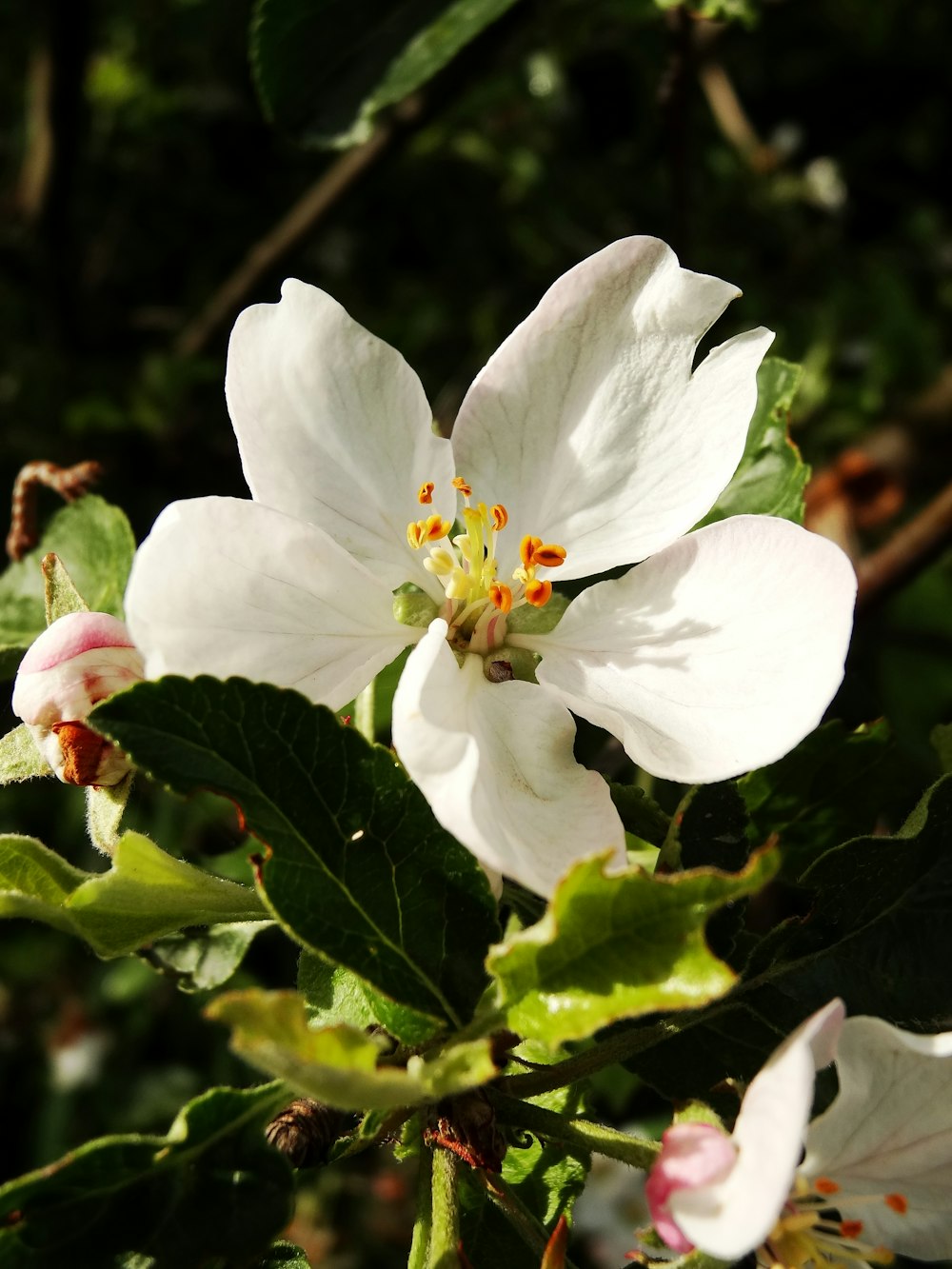 white flower in tilt shift lens