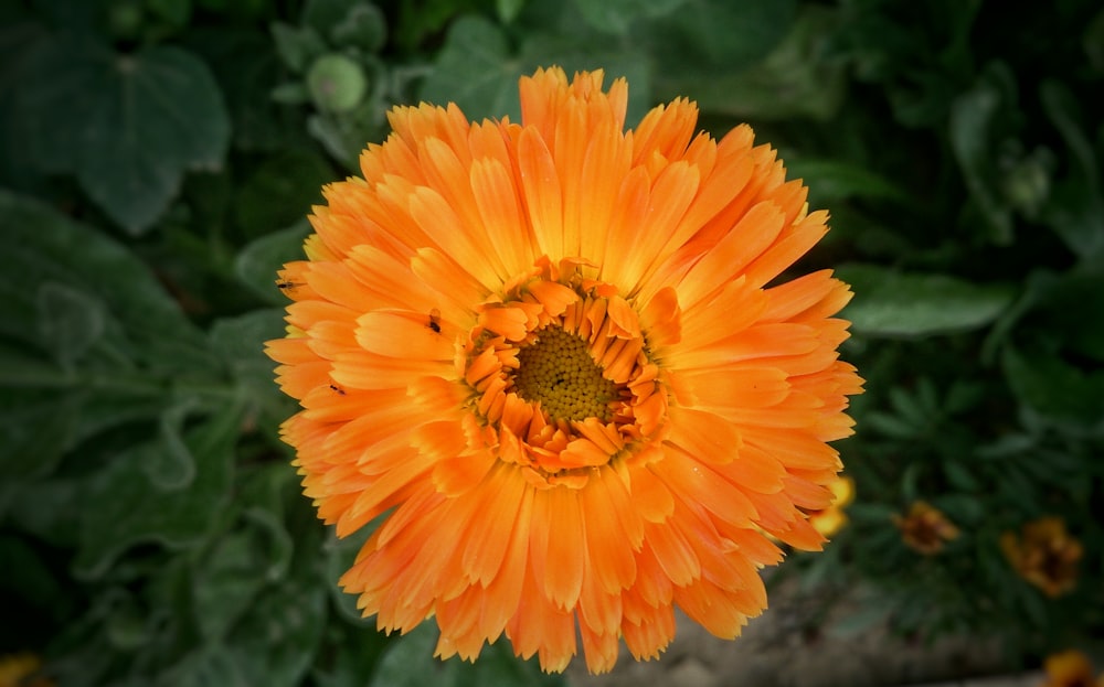 orange flower in tilt shift lens