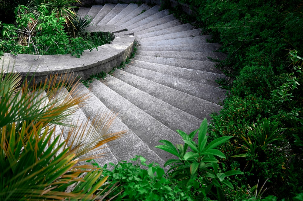 gray concrete stairs with green plants
