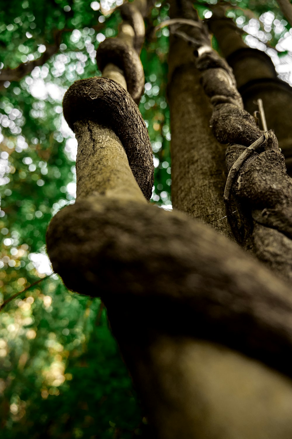 brown tree trunk with brown rope