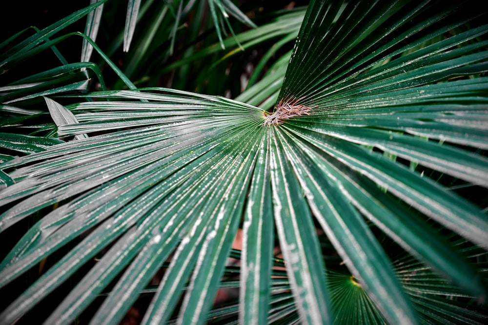 green leaf plant during daytime