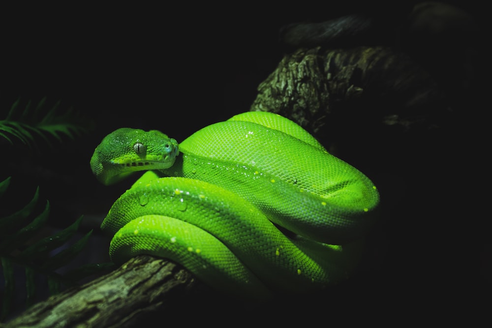 serpent vert sur branche d’arbre brun