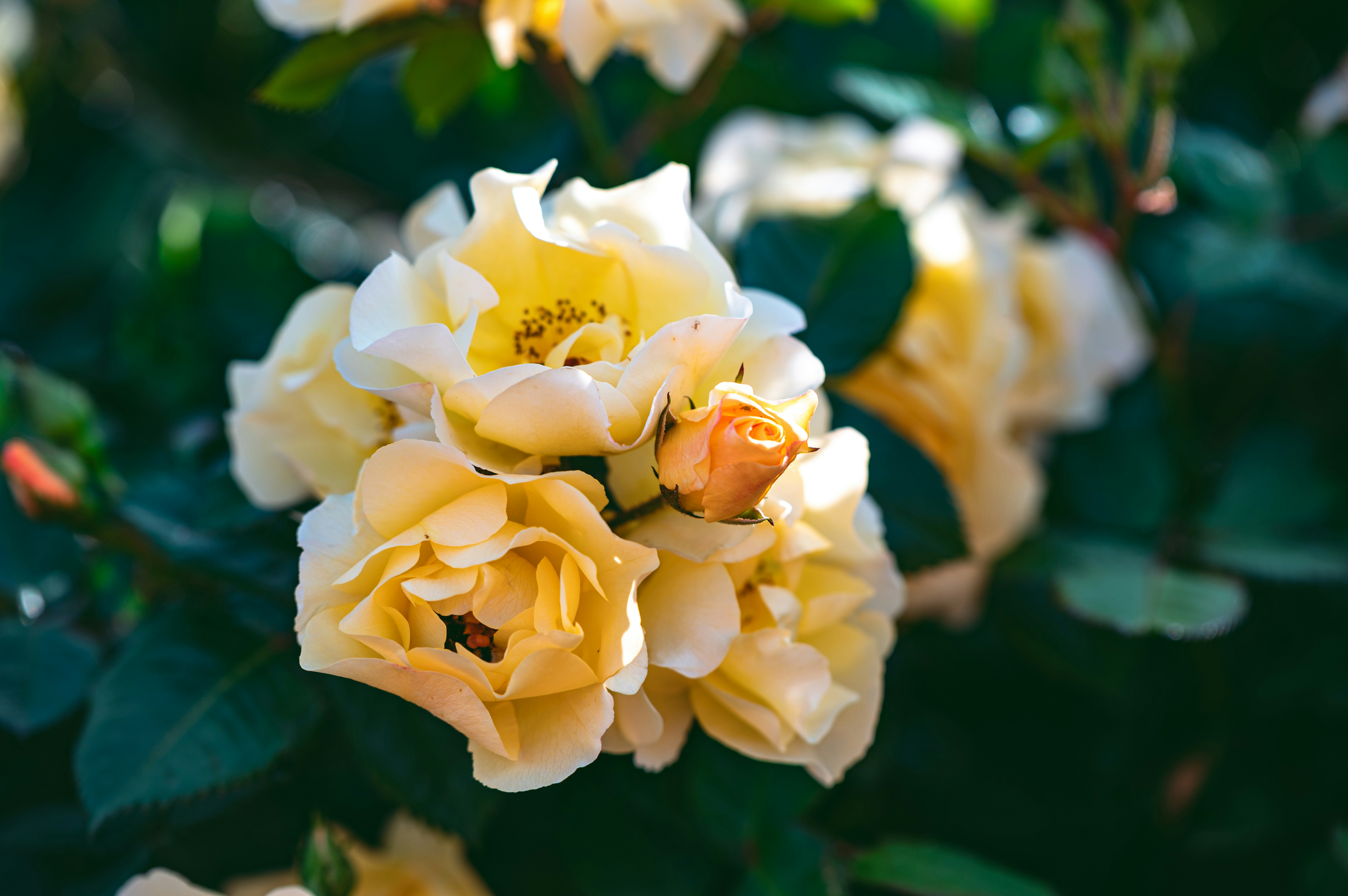 Photo by andreasbrun