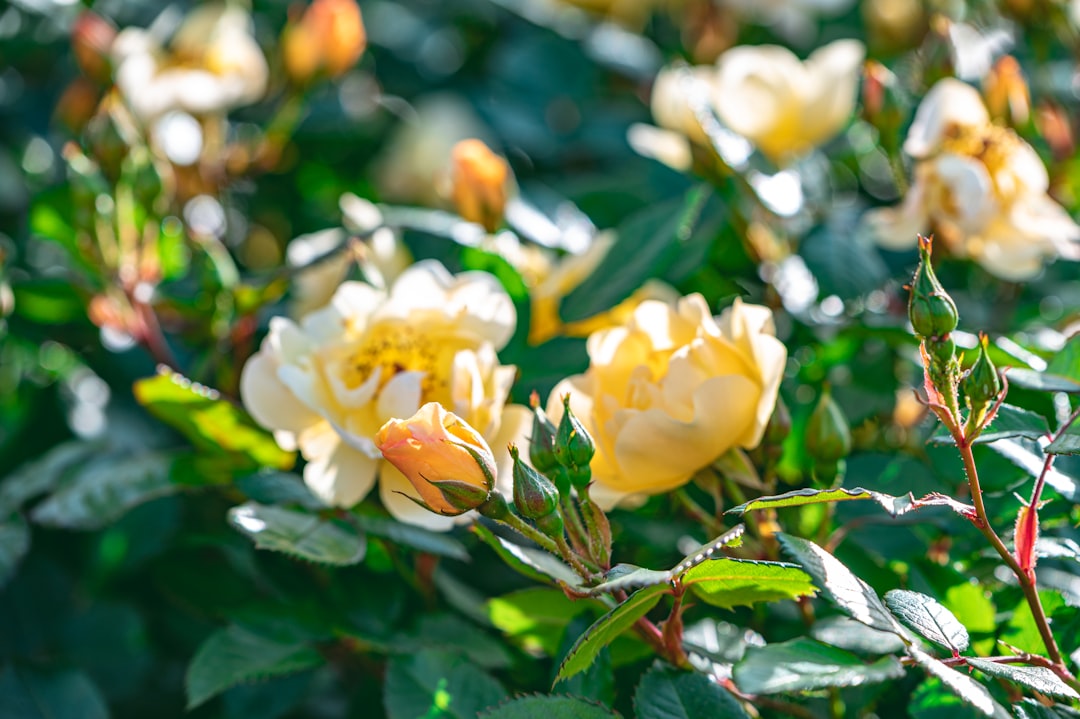 yellow flowers with green leaves