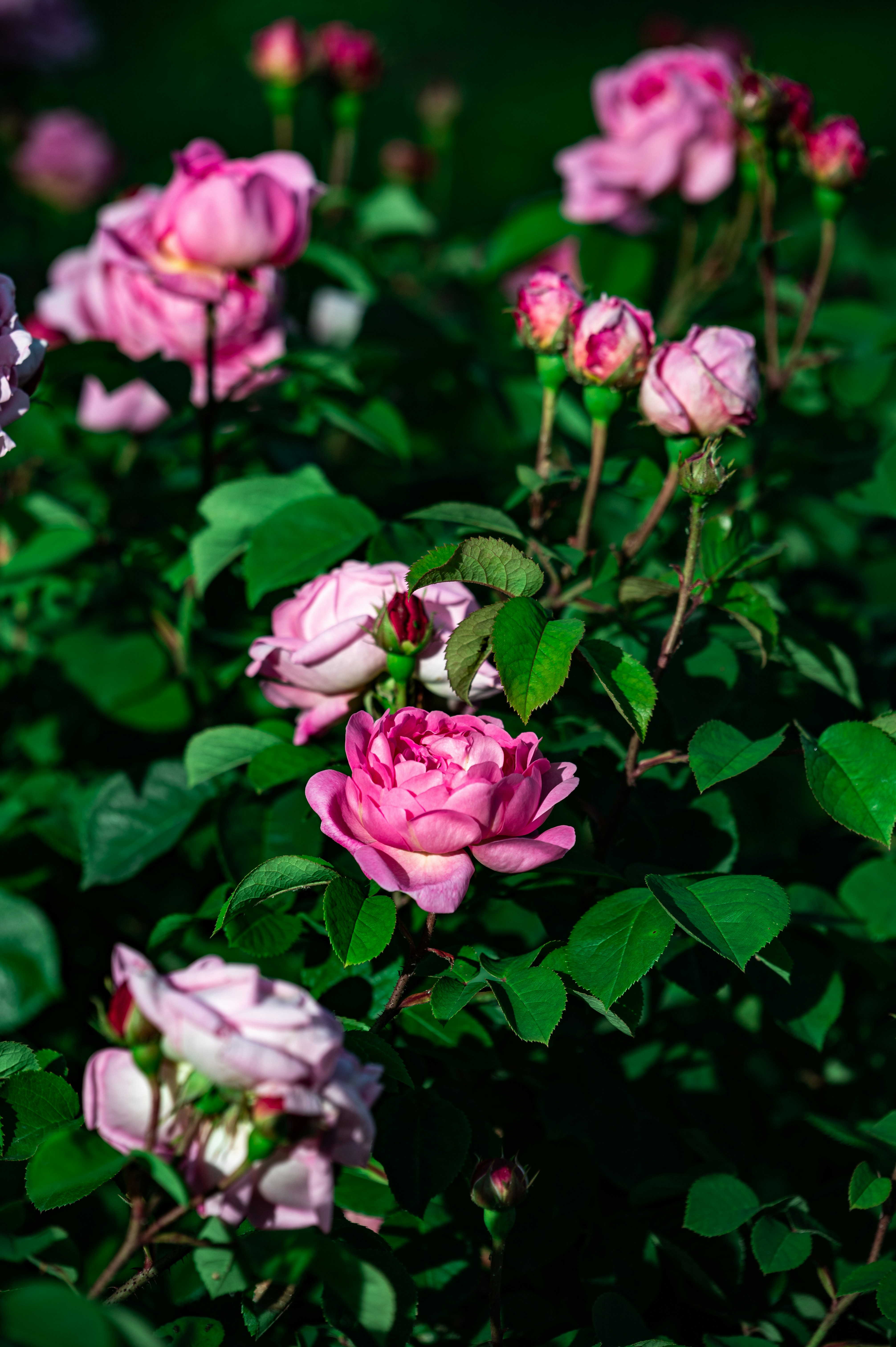 Photo by andreasbrun