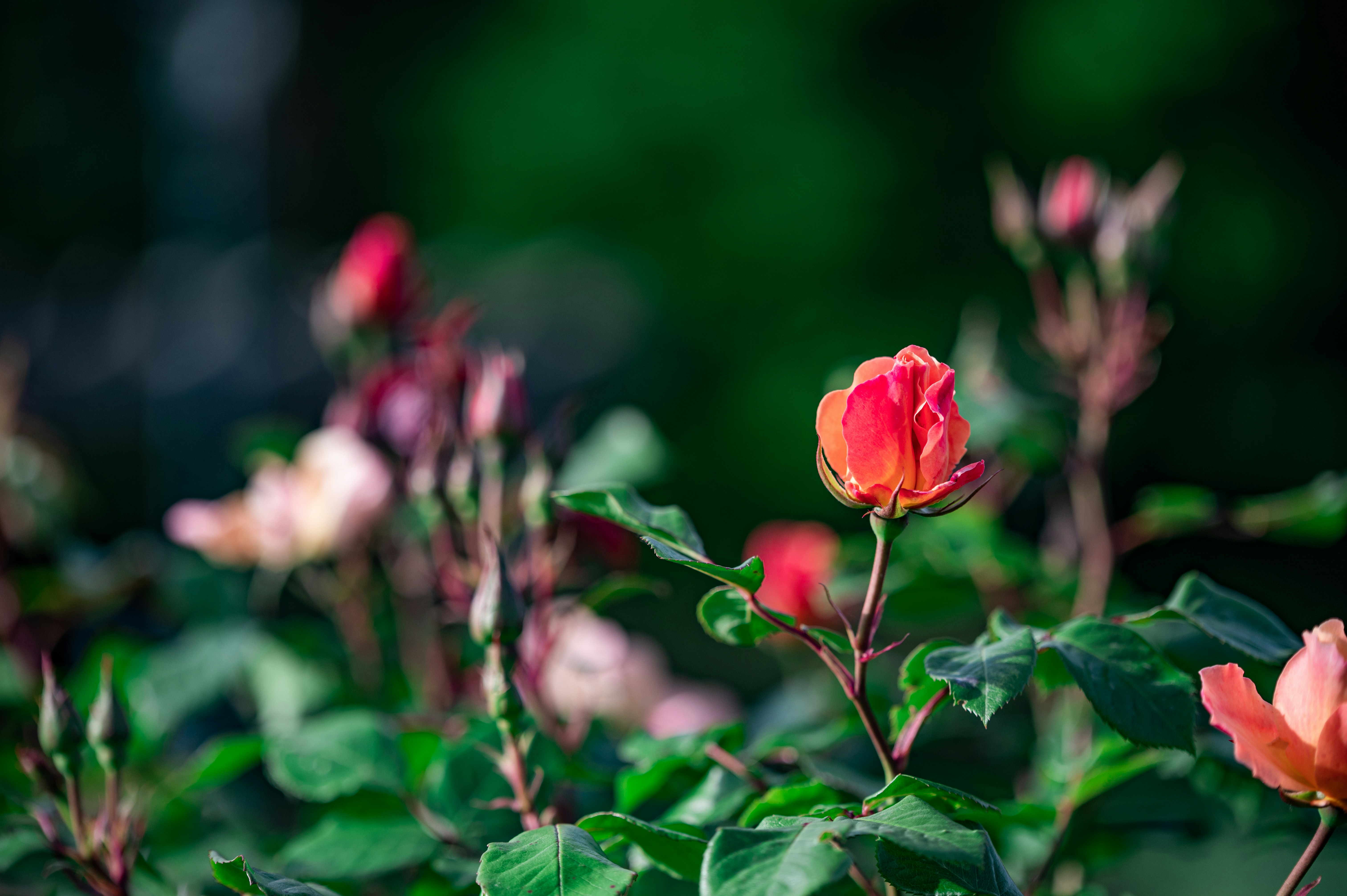 Photo by andreasbrun