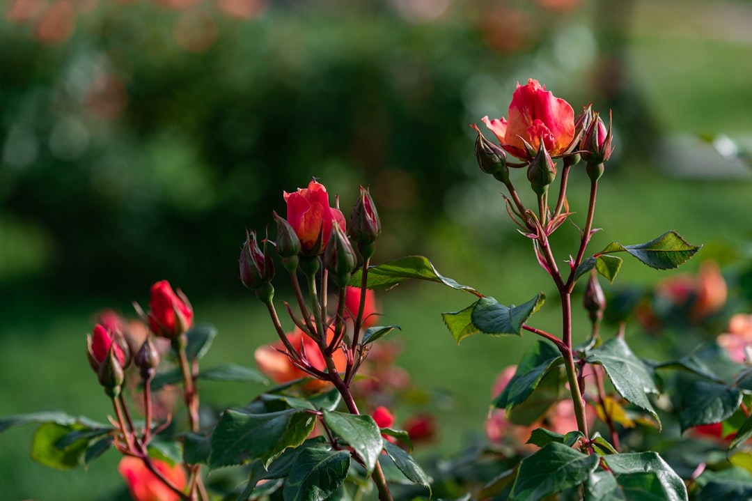 red flowers with green leaves