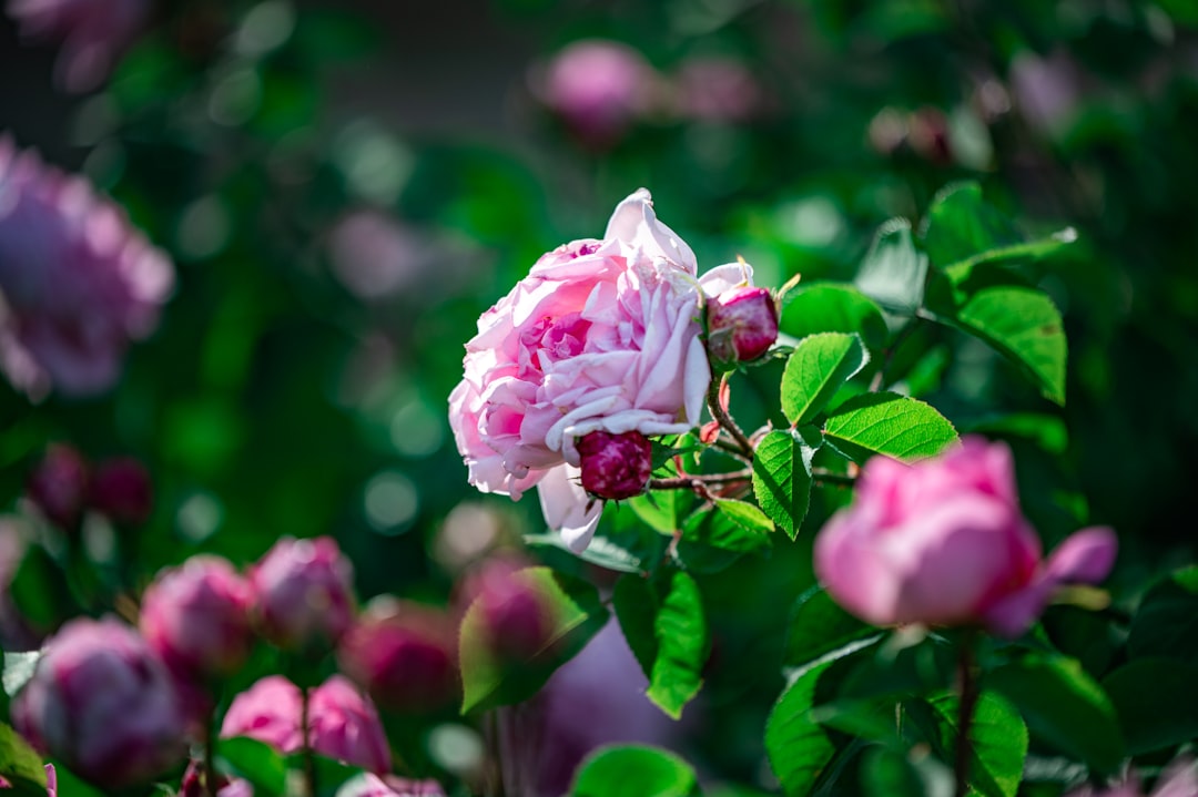 pink flower in tilt shift lens