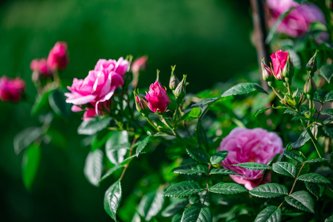 pink flower in tilt shift lens