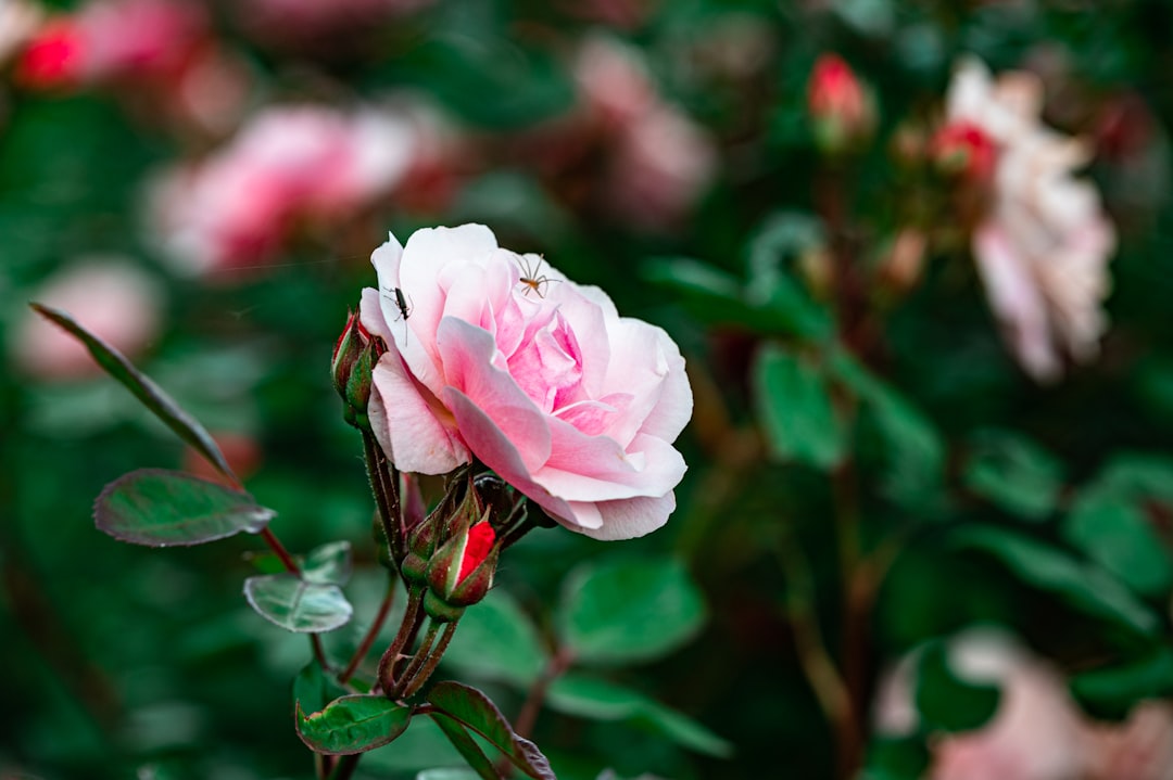 pink rose in bloom during daytime