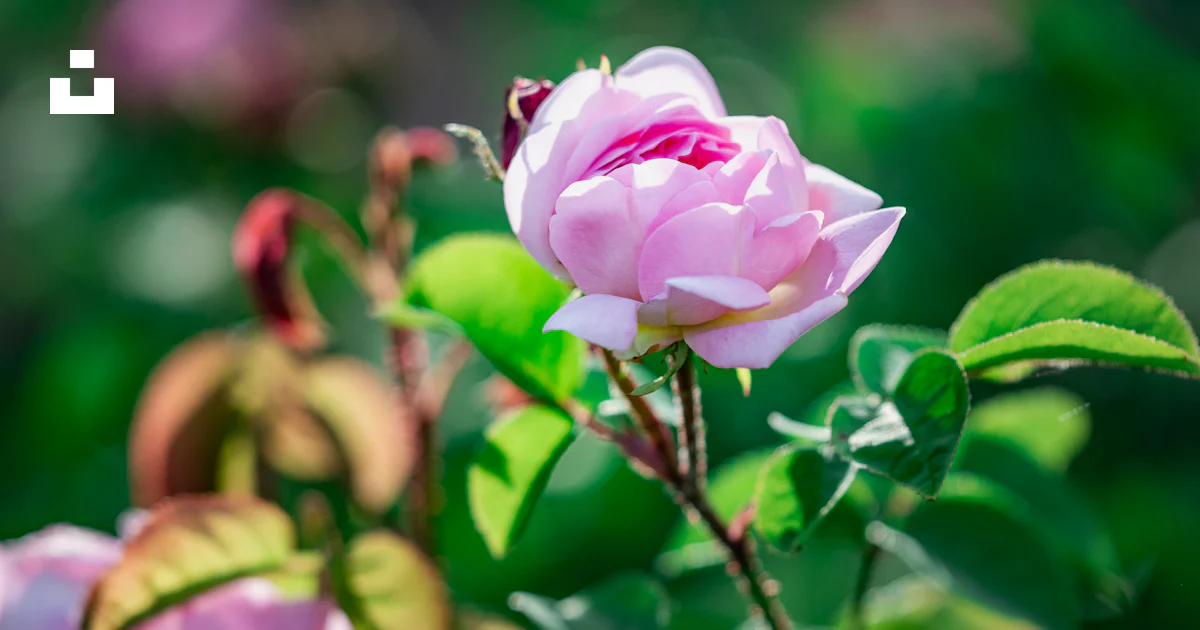 Foto Rosa rosada en flor durante el día – Imagen Rosa gratis en Unsplash