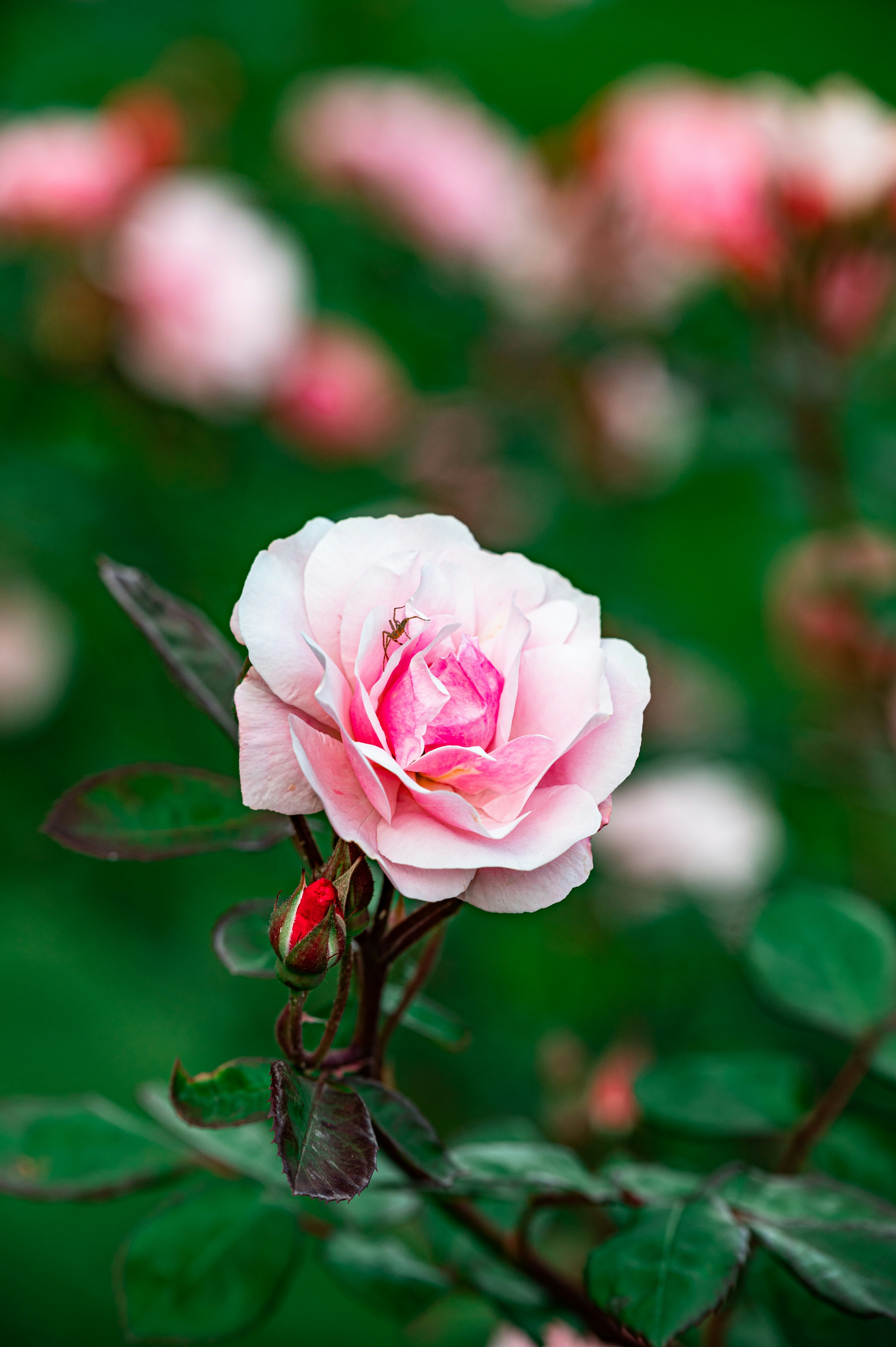 Photo by andreasbrun