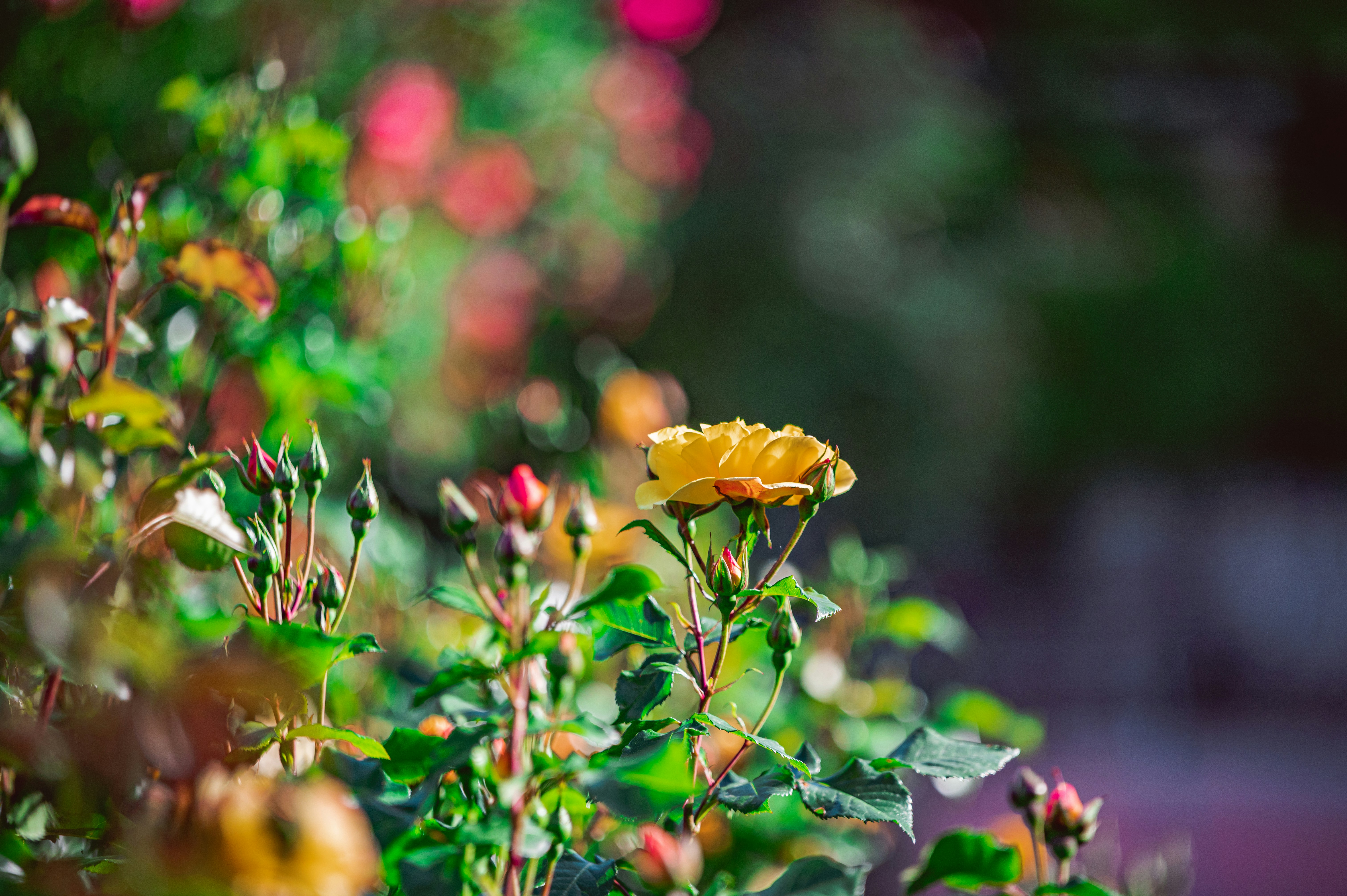 Photo by andreasbrun