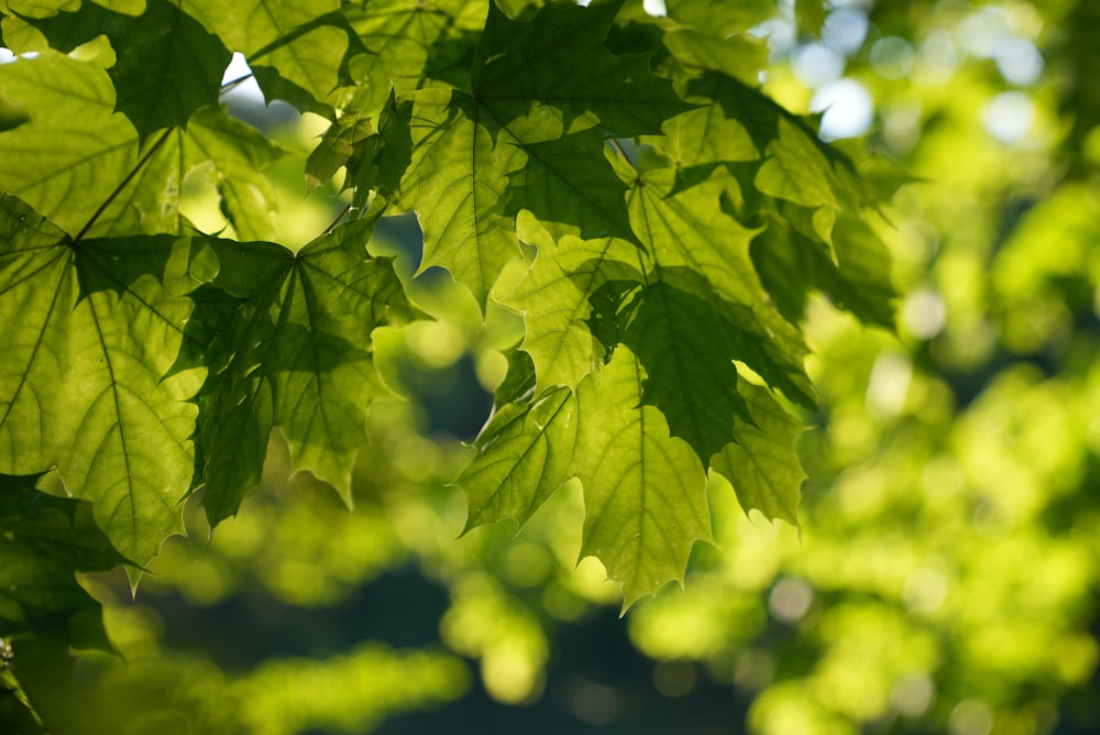 green leaves in tilt shift lens