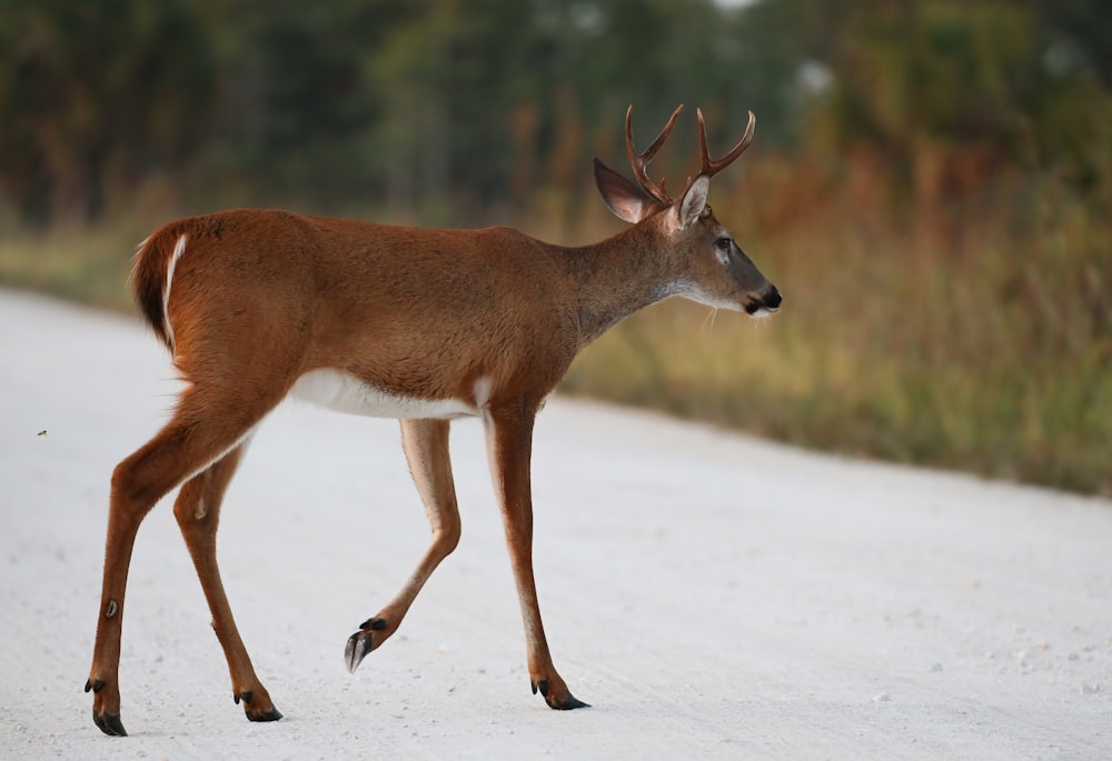 brown deer walking on white sand during daytime