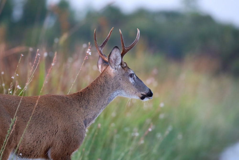 brown deer on green grass field during daytime