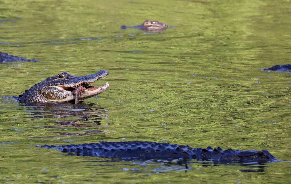 black crocodile on green water