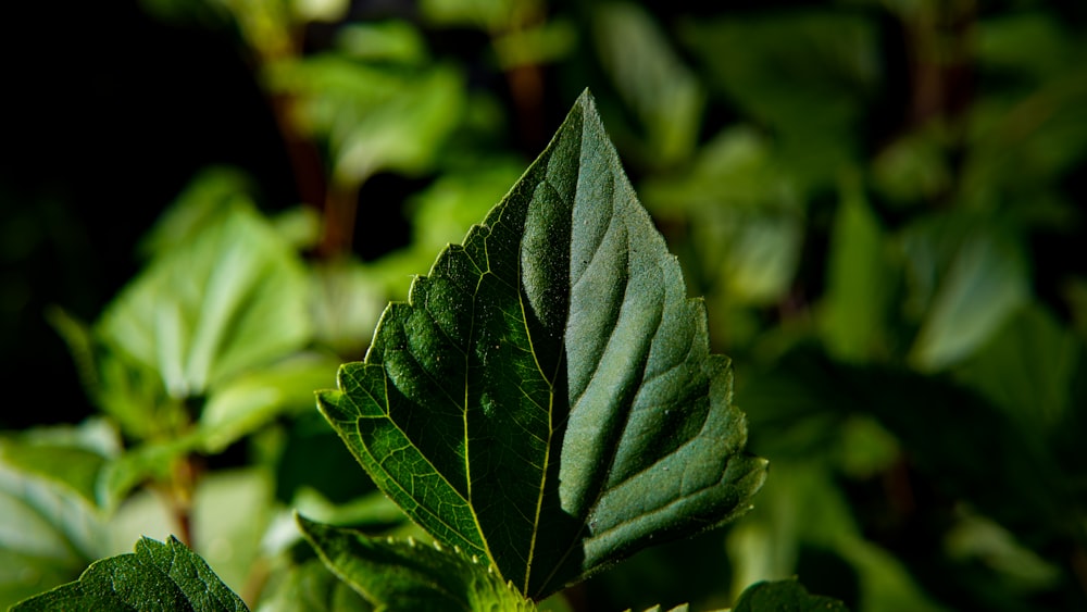 green leaf in close up photography