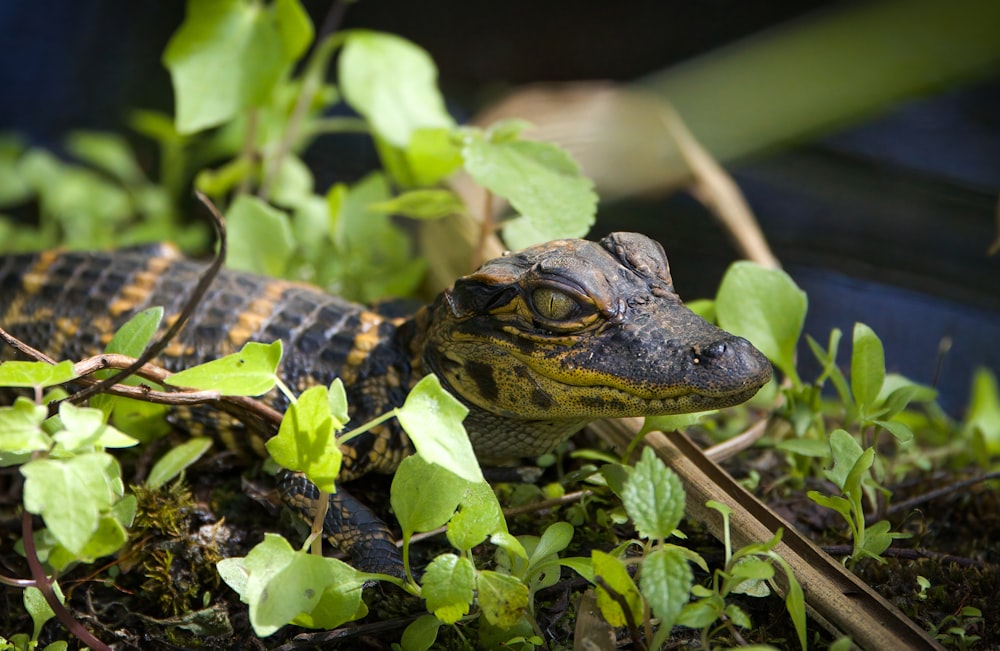 black crocodile on green grass during daytime