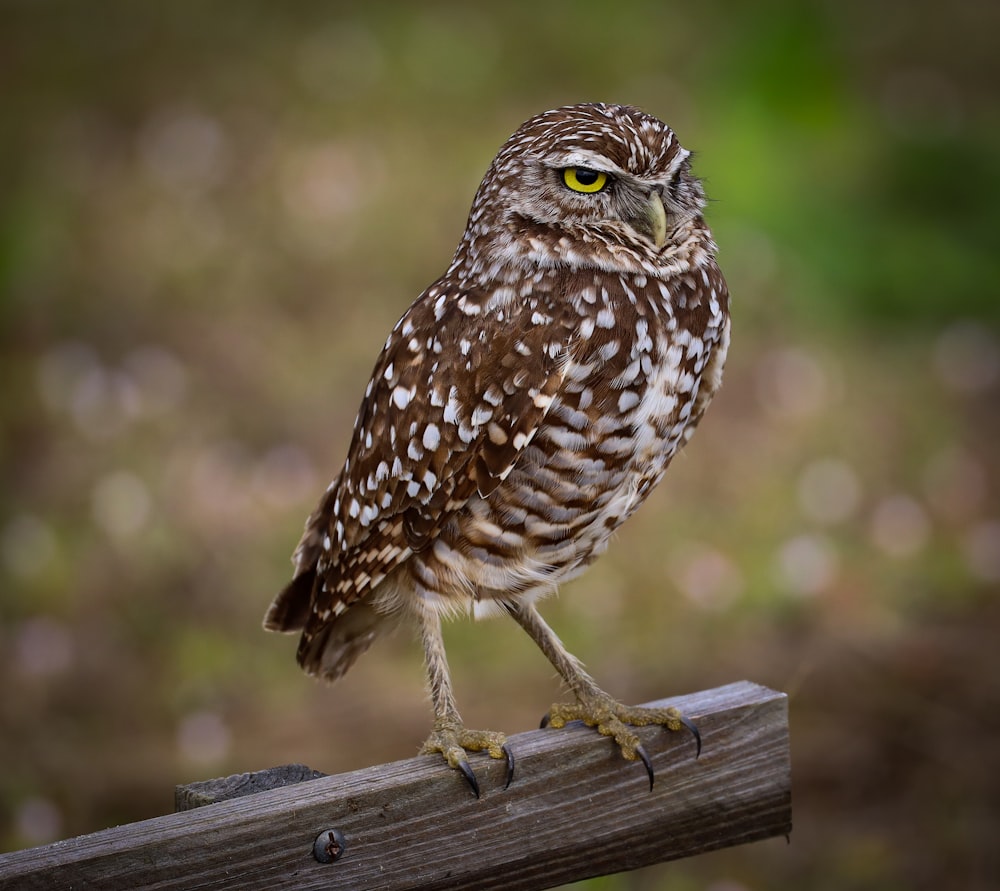 brown and white owl on brown wooden fence during daytime