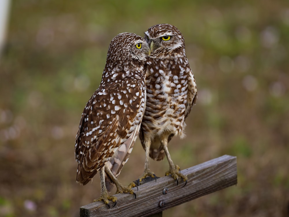 brown and white owl on brown wooden fence during daytime