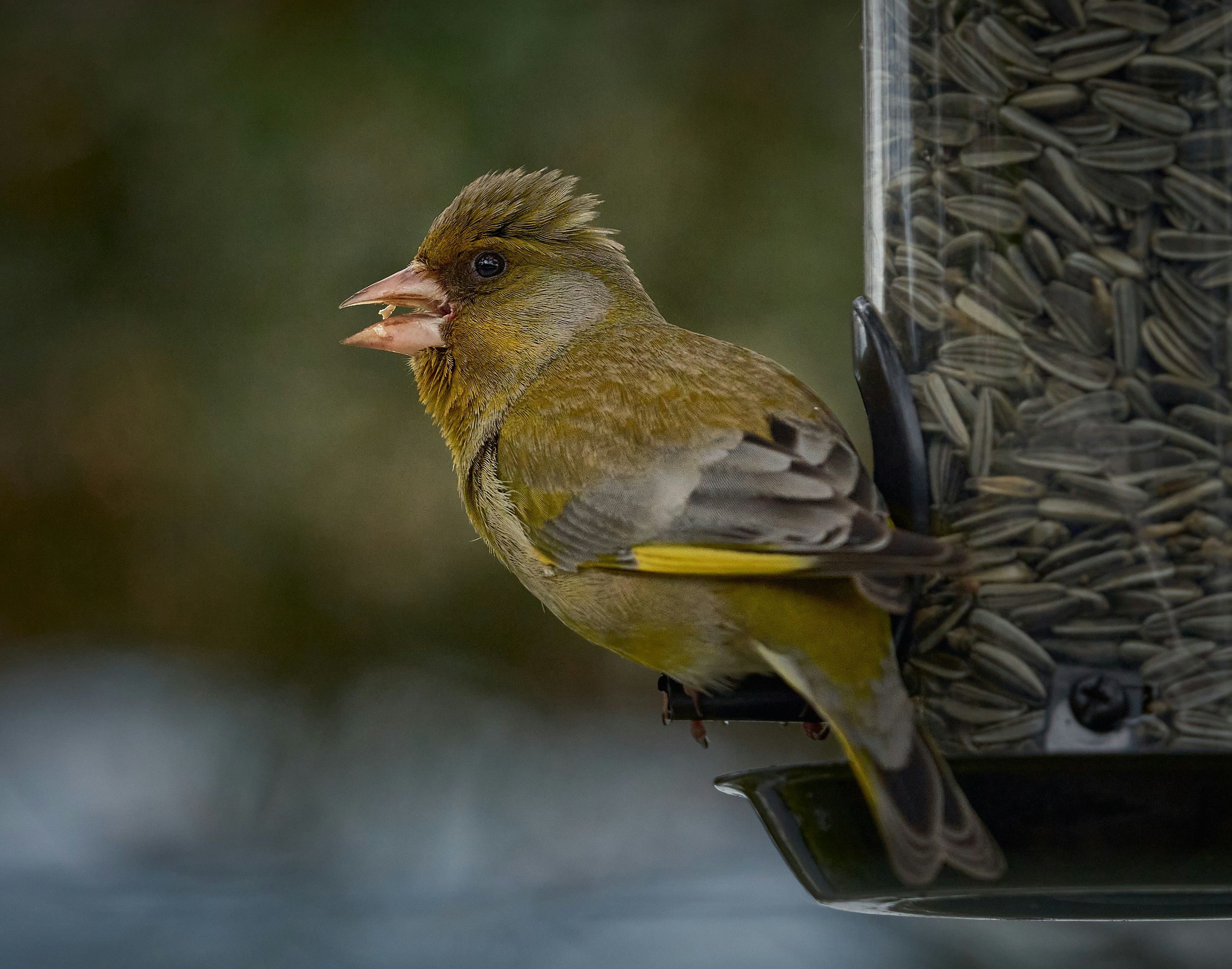 yellow and brown bird on tree branch