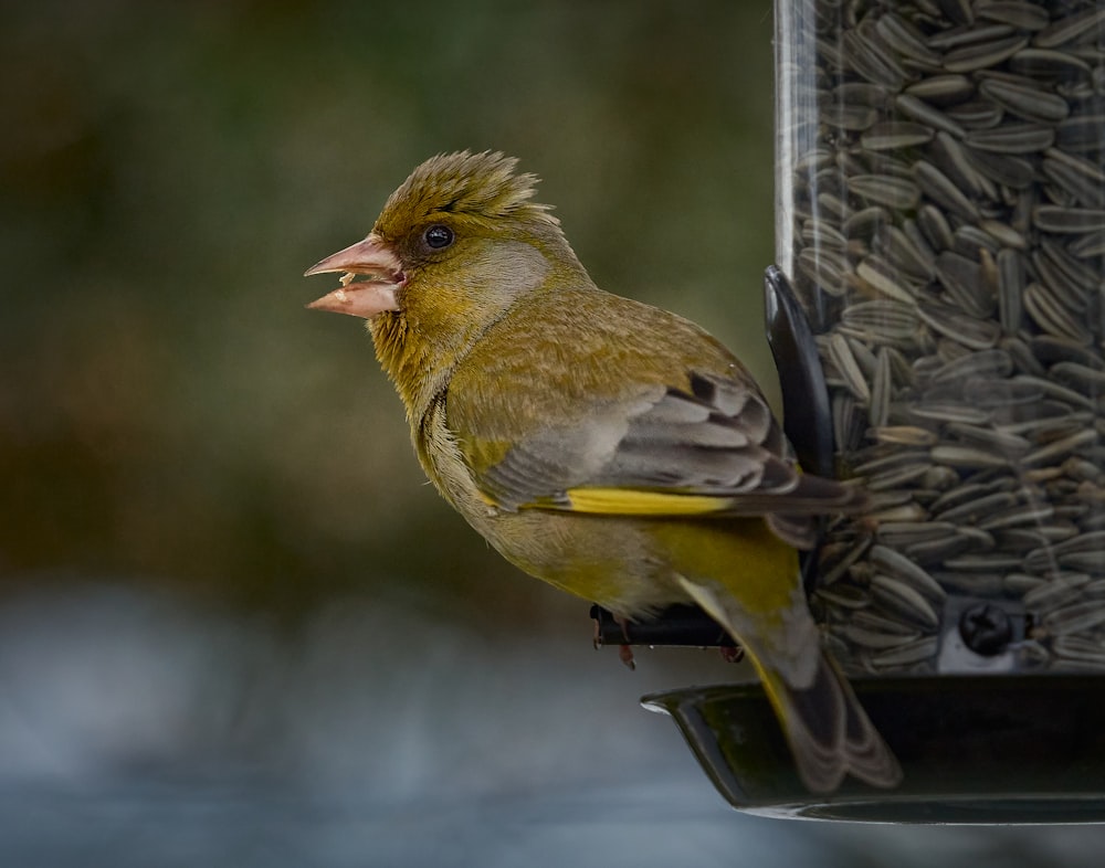 yellow and brown bird on tree branch