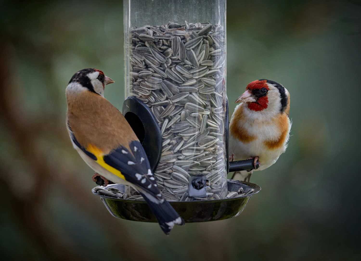 Two goldfinches feeding at a steel tube feeder full of striped sunflower seed, with a round tray beneath