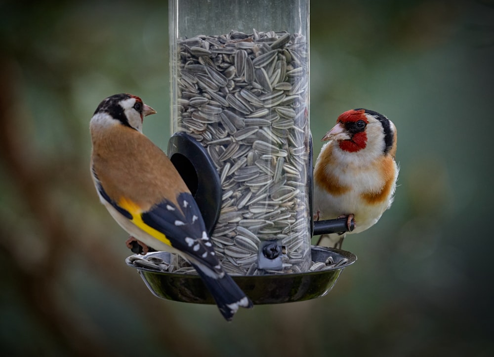 yellow and black bird on gray bird feeder