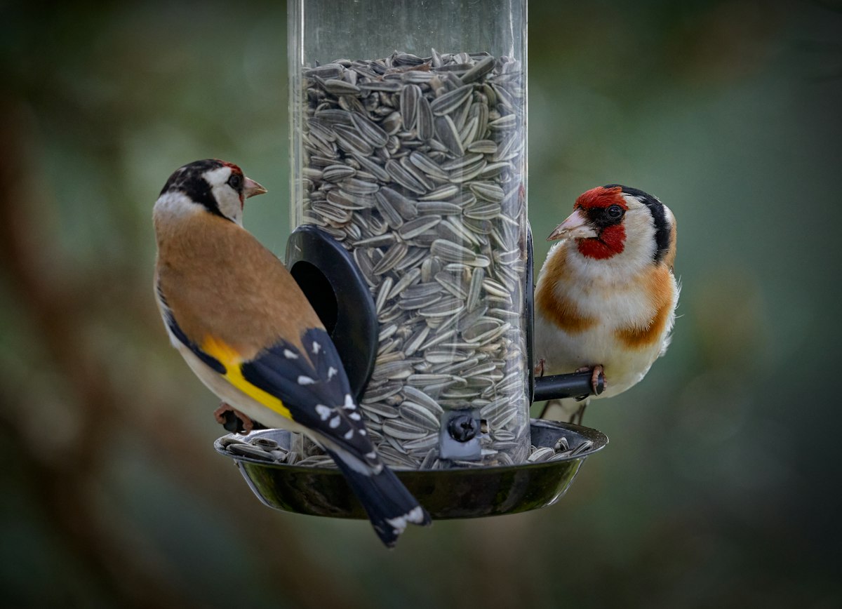 Goldfinches perched on a tube bird feeder - the best bird feeder for finches
