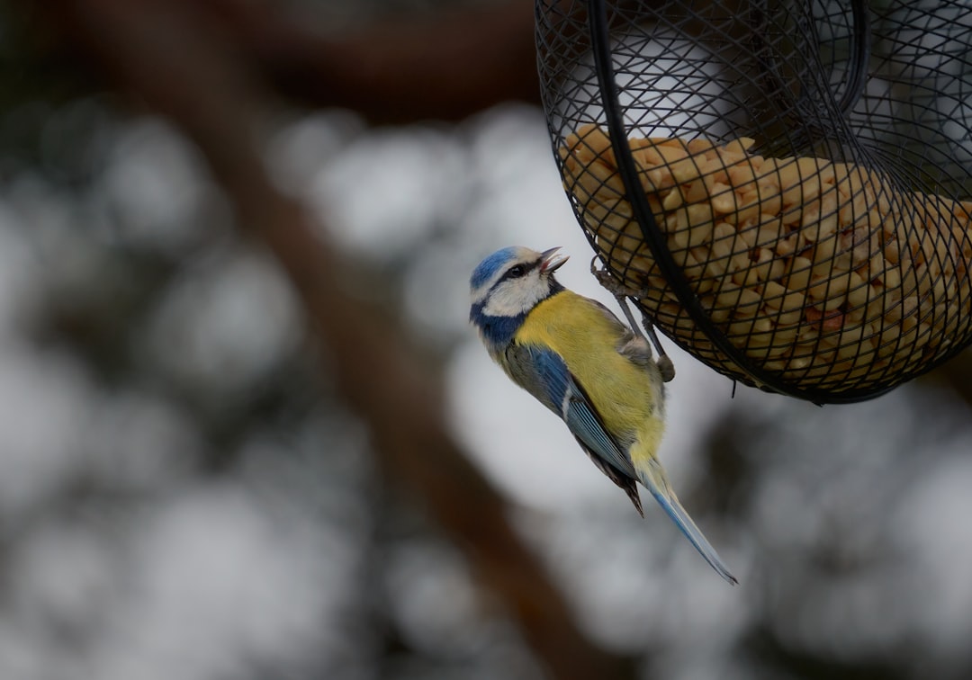 yellow and blue bird on brown and black bird feeder