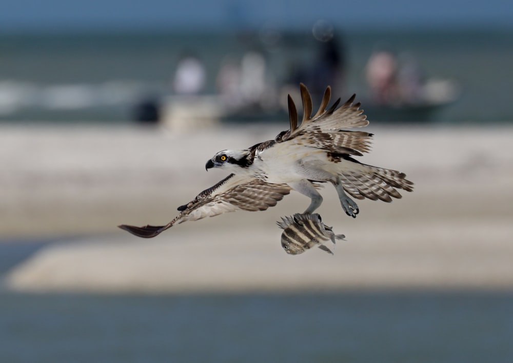 white and brown bird flying during daytime