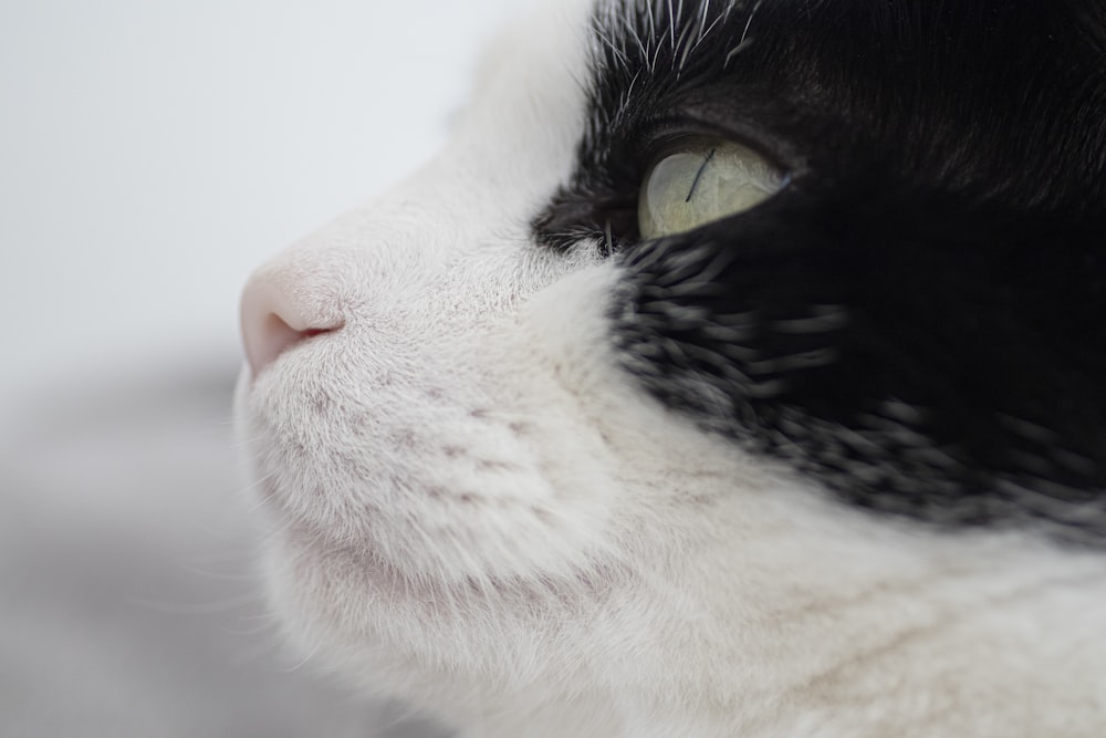 white and black cat with white background
